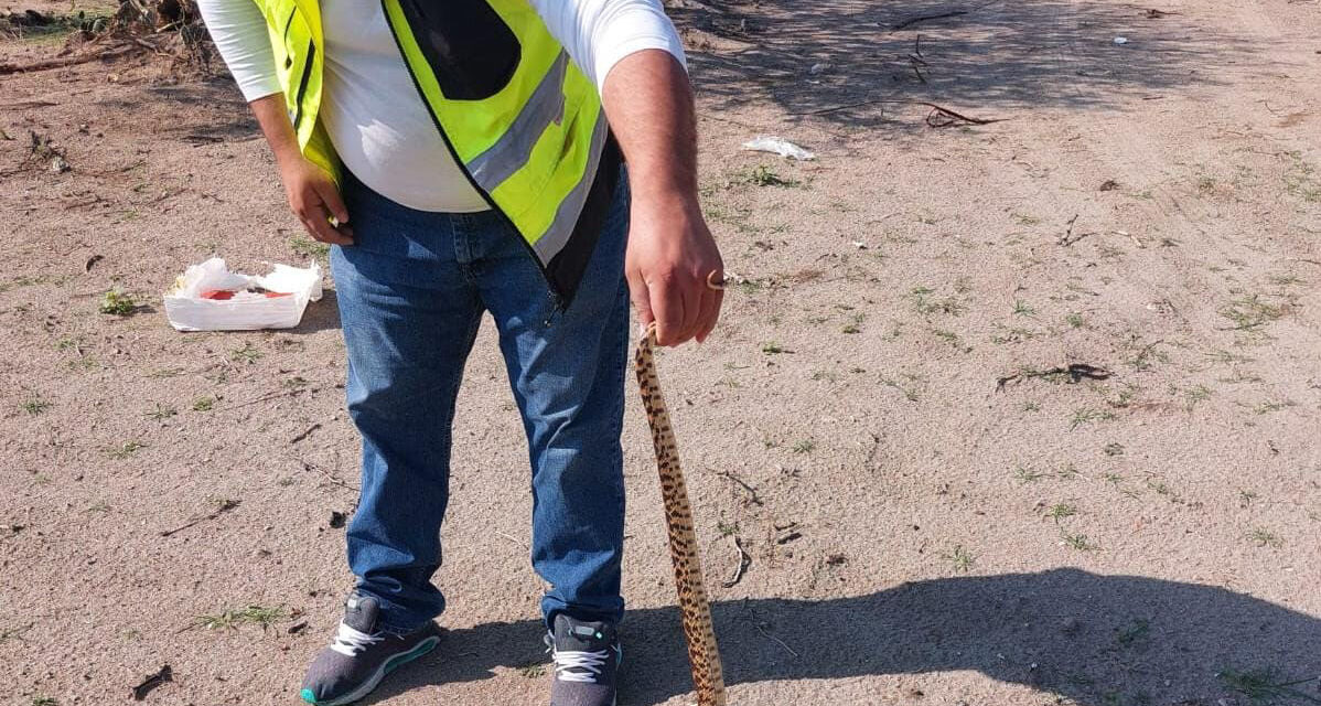 Protección Civil de Soledad atiende reportes de fauna silvestre y enjambres