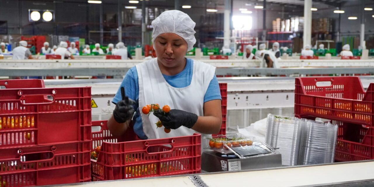 Avanza con éxito ciclo de producción 2024 de invernaderos Santa Rita