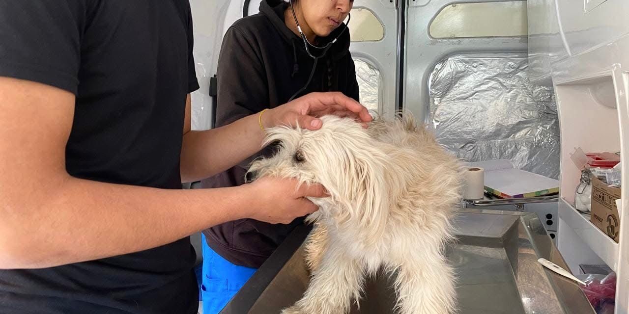 Ambudog sigue recorriendo colonias de Soledad para ofrecer atención gratuita