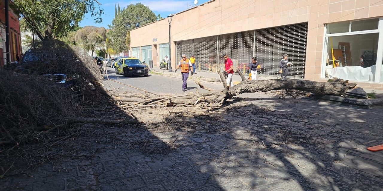 Gobierno de la Capital atiende caída de árbol en calle Arista