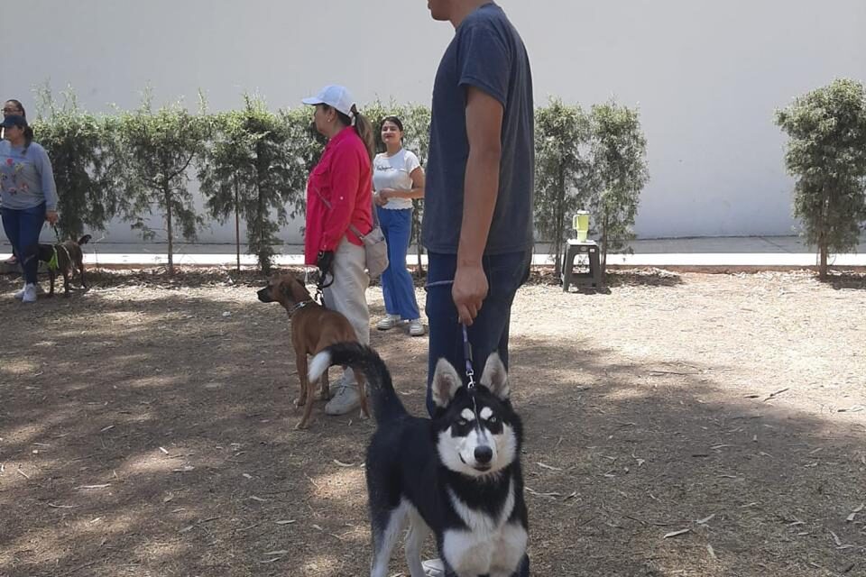 INPOJUVE INICIA GRUPOS DE OBEDIENCIA CANINA