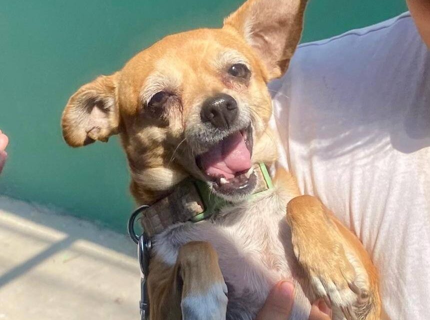 GOBIERNO DE SOLEDAD ACERCA VACUNAS ANTIRRÁBICAS GRATUITAS A MASCOTAS A TRAVÉS DE AMBUDOG