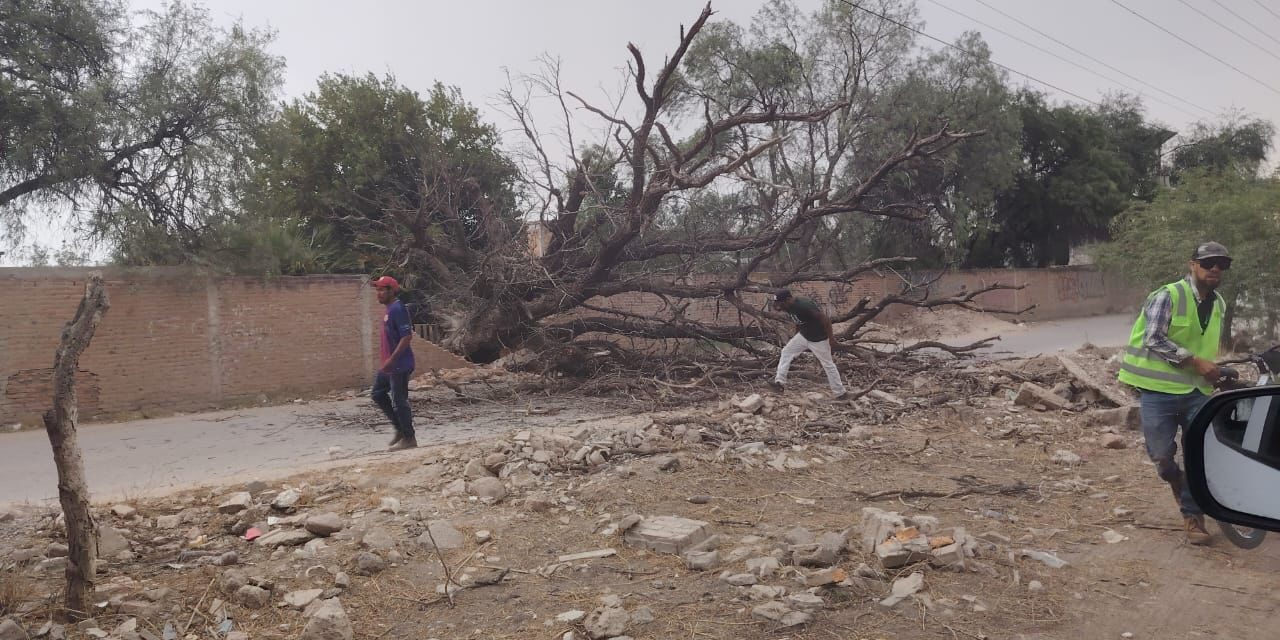 FUERTE LLUVIA EN SOLEDAD DEJA DOS ÁRBOLES CAÍDOS; PROTECCIÓN CIVIL Y GUARDIA CIVIL ATIENDEN AFECTACIONES