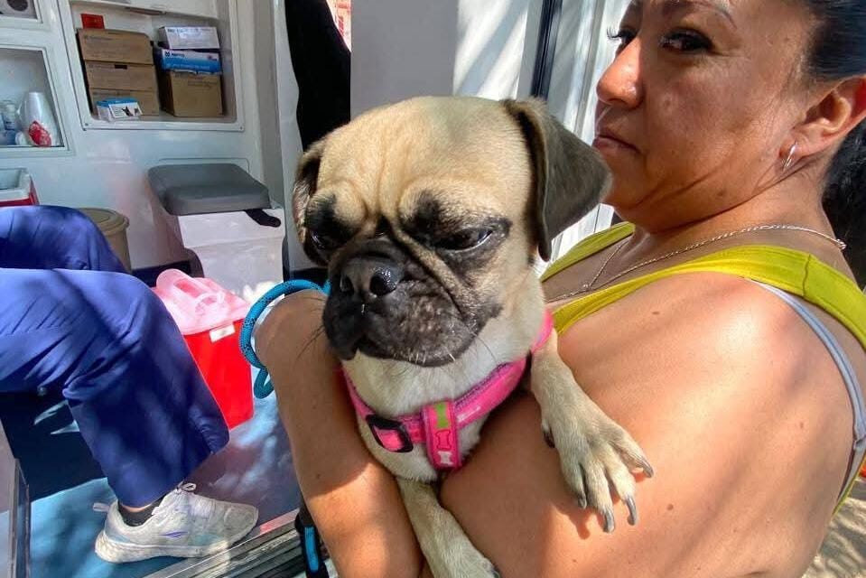 AYUNTAMIENTO DE SOLEDAD PROMUEVE LA SALUD ANIMAL CON SEGUNDA ETAPA DE VACUNACIÓN ANTIRRÁBICA
