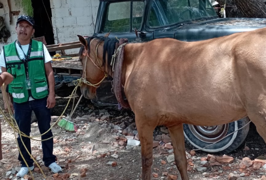 AYUNTAMIENTO DE SOLEDAD RATIFICA ACCIONES PARA EL BIENESTAR ANIMAL Y LA PROHIBICIÓN DE EQUINOS EN LA RECOLECCCIÓN PARTICULAR