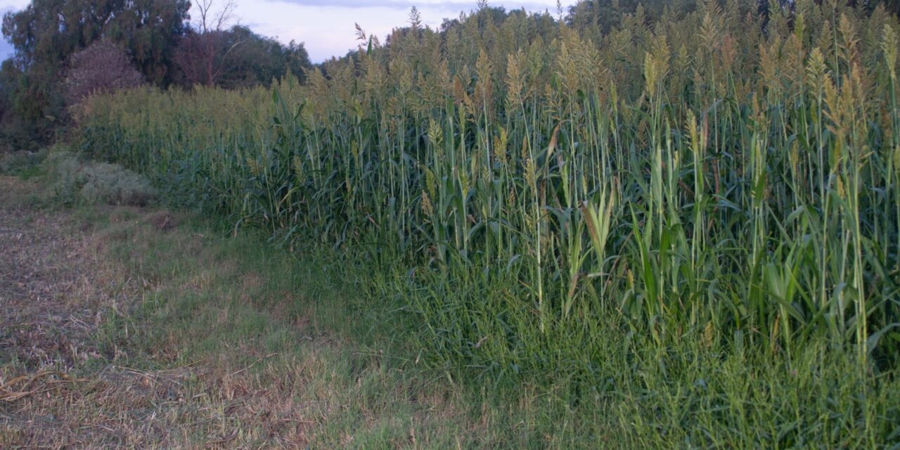 AYUNTAMIENTO DE SOLEDAD RESPALDA LA PRODUCCIÓN DEL CAMPO CON ACCIONES DIRECTAS Y ESTRATÉGICAS  