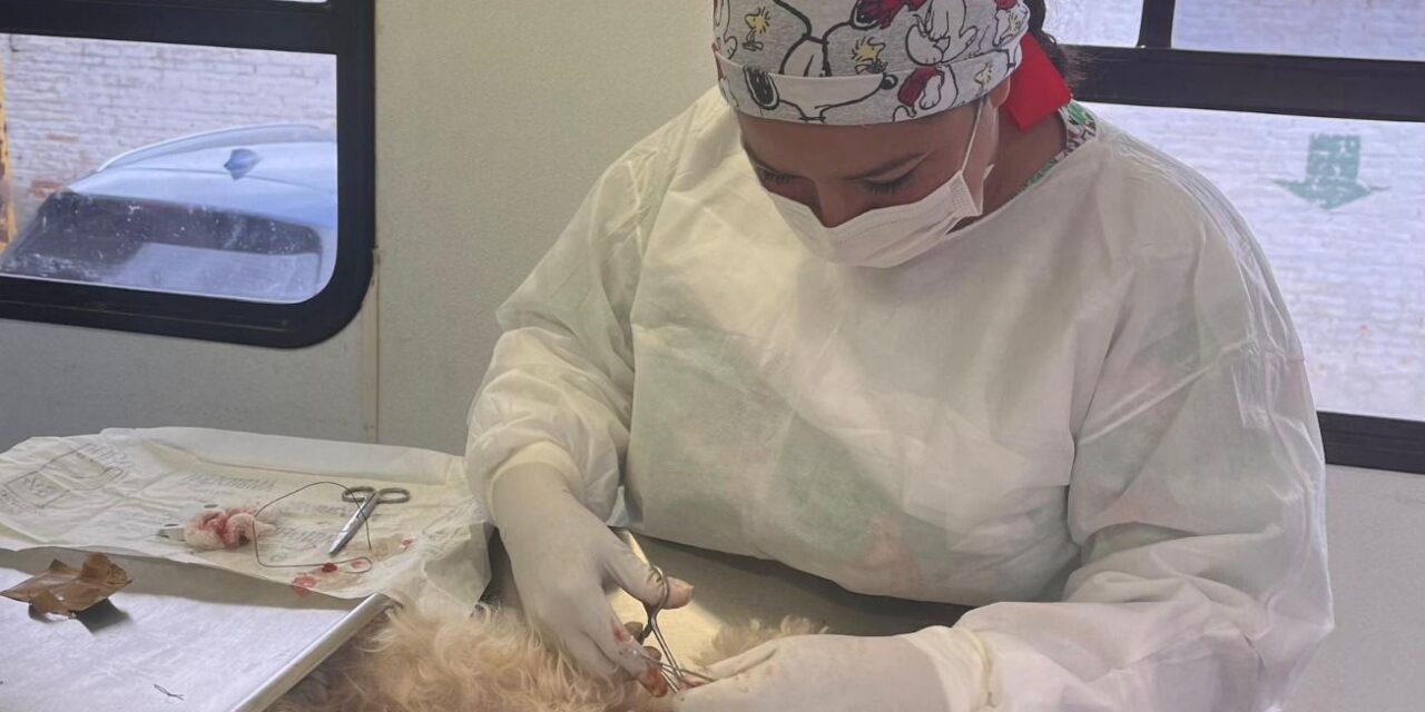La campaña municipal “Esterilizando Juntos” sigue con sus jornadas itinerantes en SLP