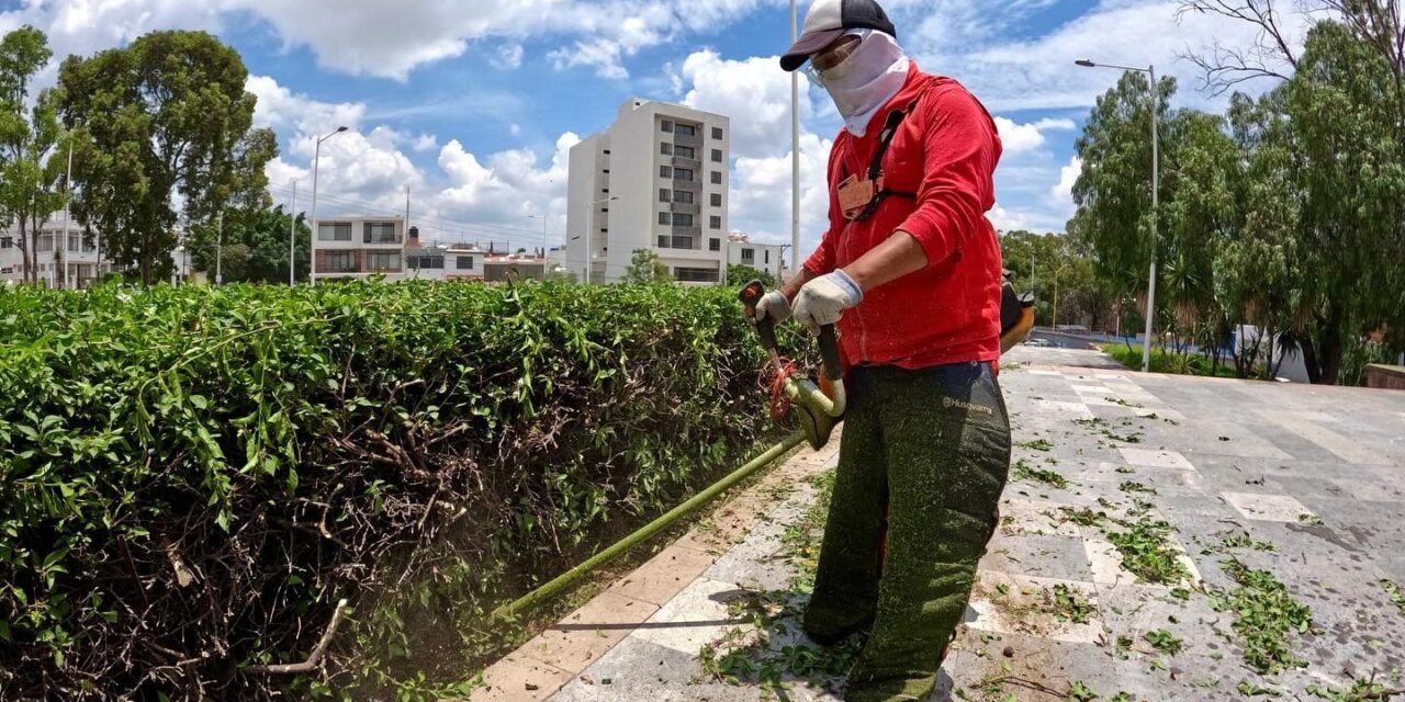 Gobierno Municipal de la ciudad realiza labores de limpieza y mantenimiento a áreas verdes de la ciudad