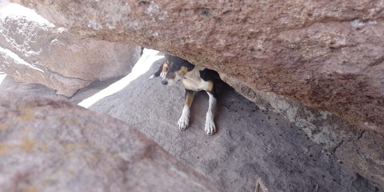 Ayuntamiento de la Capital rescata a lomito atrapado en la Sierra de San Miguelito