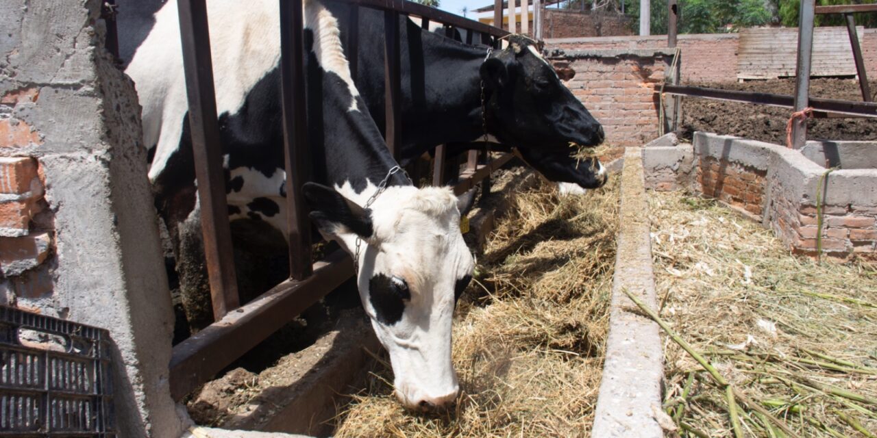 CAMPO SOLEDENSE SE FORTALECE CON LA COORDINACIÓN ENTRE AYUNTAMIENTO Y PRODUCTORES