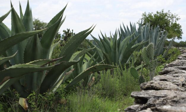 SAN LUIS POTOSÍ, DÉCIMO SEGUNDA ENTIDAD FEDERATIVA CON MÁS SENTENCIAS EMITIDAS EN EL 2024