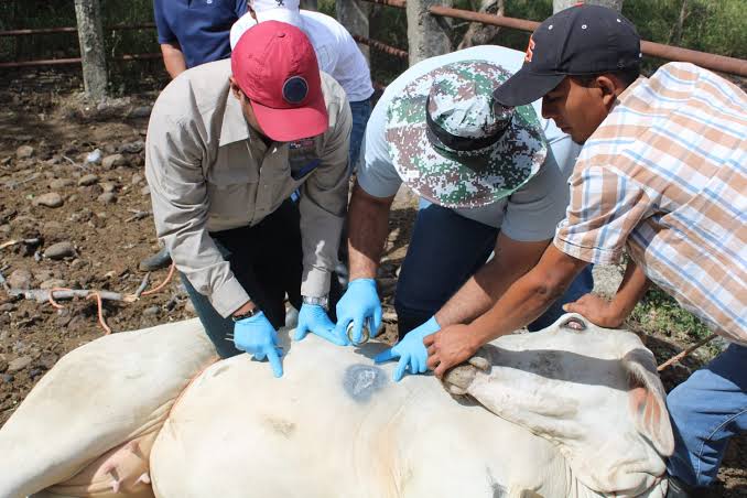 GOBIERNOS ESTATAL, FEDERAL Y UNIÓN GANADERA REFUERZAN COMBATE CONTRA EL GUSANO BARRENADOR