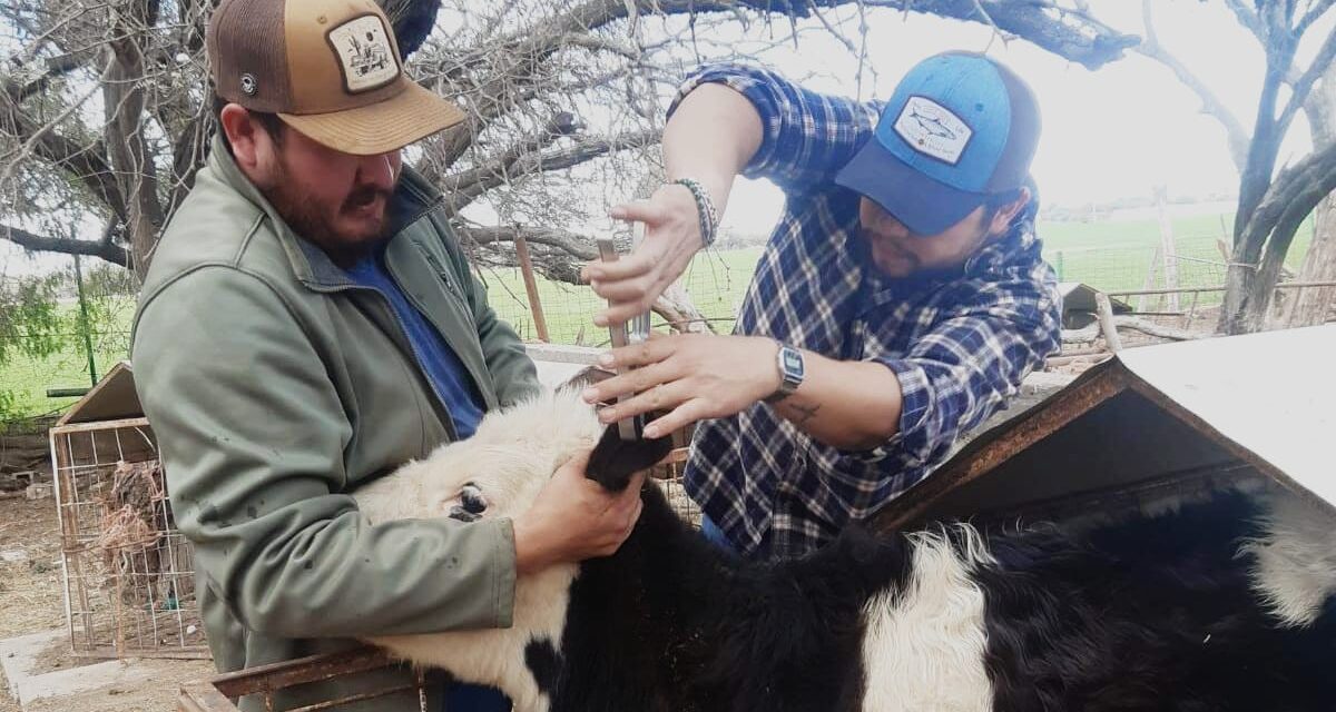 AYUNTAMIENTO DE SOLEDAD FORTALECE AL SECTOR GANADERO CON VACUNACIÓN CONTRA BRUCELOSIS