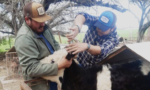 AYUNTAMIENTO DE SOLEDAD FORTALECE AL SECTOR GANADERO CON VACUNACIÓN CONTRA BRUCELOSIS