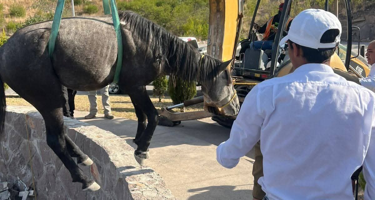 GOBIERNO ESTATAL RESCATA A EQUINO ATRAPADO EN EL PEDREGAL