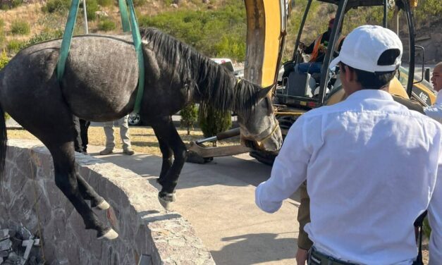 GOBIERNO ESTATAL RESCATA A EQUINO ATRAPADO EN EL PEDREGAL