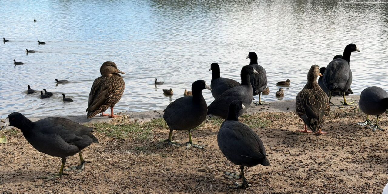 PARQUE TANGAMANGA I FORTALECE SU PAPEL COMO REFUGIO DE AVES MIGRATORIAS