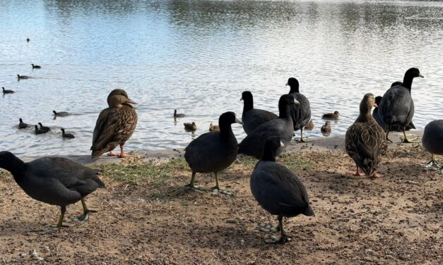 PARQUE TANGAMANGA I FORTALECE SU PAPEL COMO REFUGIO DE AVES MIGRATORIAS