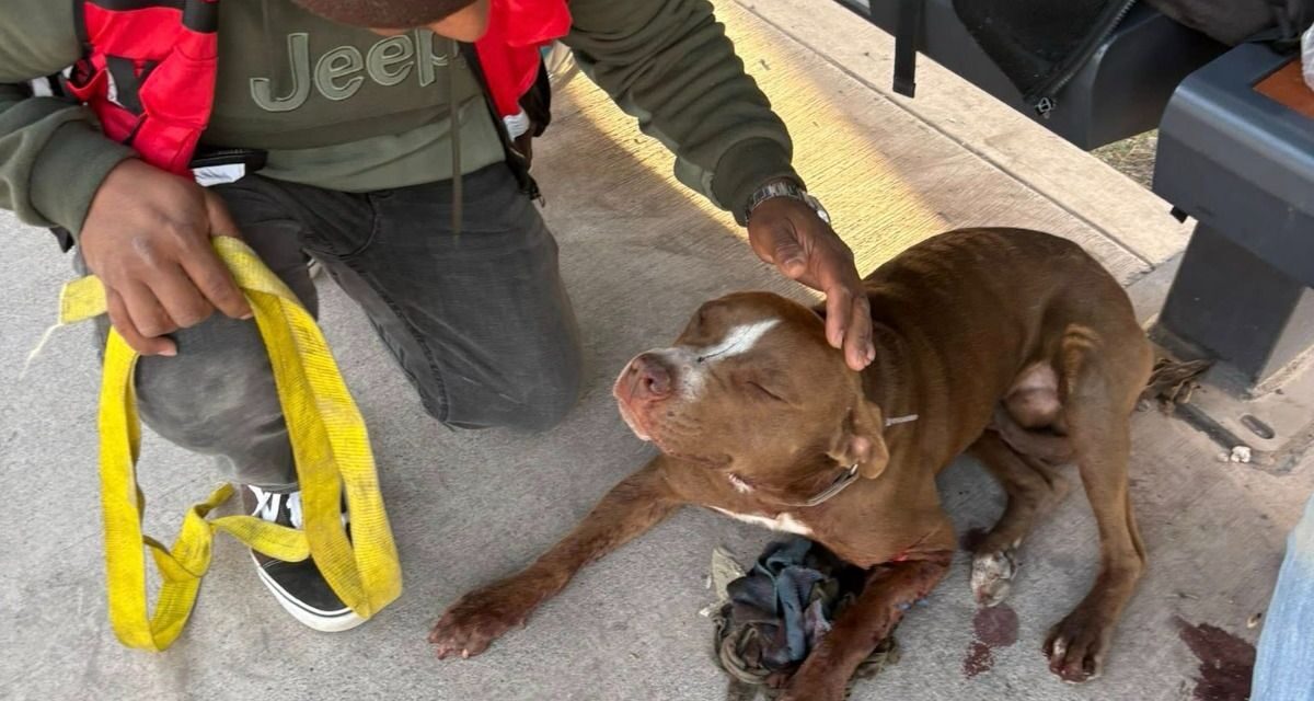 Gracias a los llamados ciudadanos, continúan rescates de animales por parte del Gobierno Capitalino