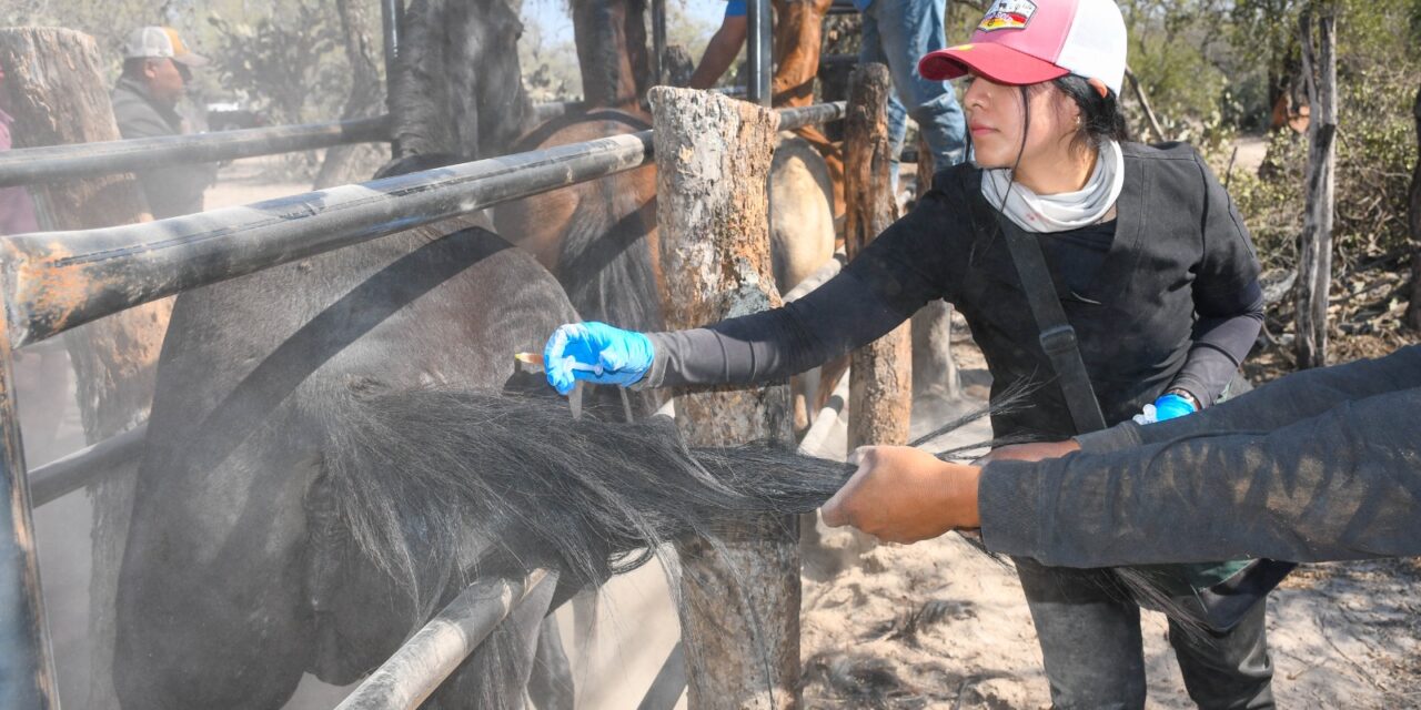 GOBIERNO ESTATAL ACTIVA CERCO SANITARIO CONTRA RABIA BOVINA