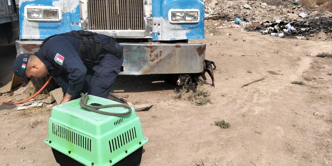 Policía dela Capital atiende hecho de abandono y maltrato animal en la colonia Los Magueyes