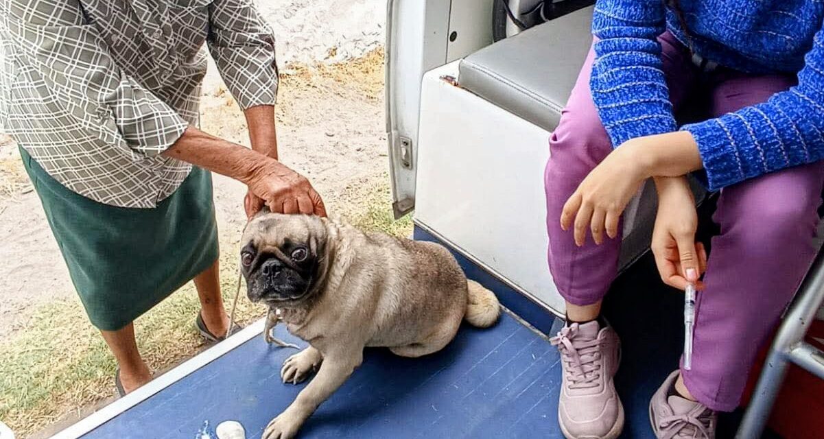 AMBUDOG ACERCA SERVICIOS VETERINARIOS GRATUITOS A CIENTOS DE COLONIAS DE SOLEDAD