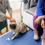 AMBUDOG ACERCA SERVICIOS VETERINARIOS GRATUITOS A CIENTOS DE COLONIAS DE SOLEDAD
